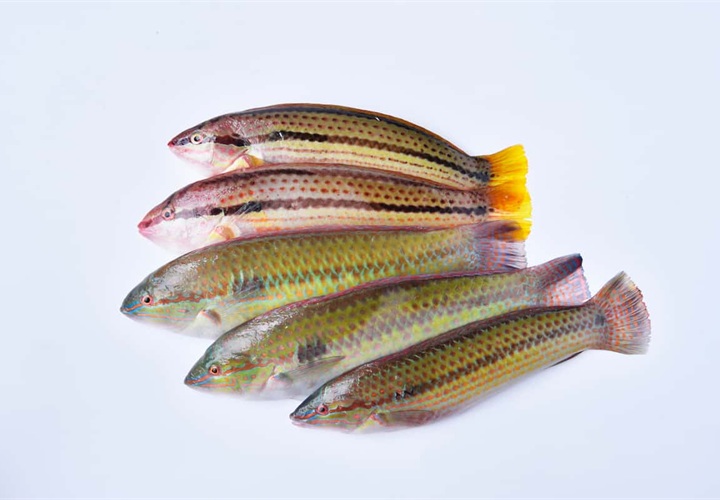 9本線の模様からその名がついたとされる「キュウセン」