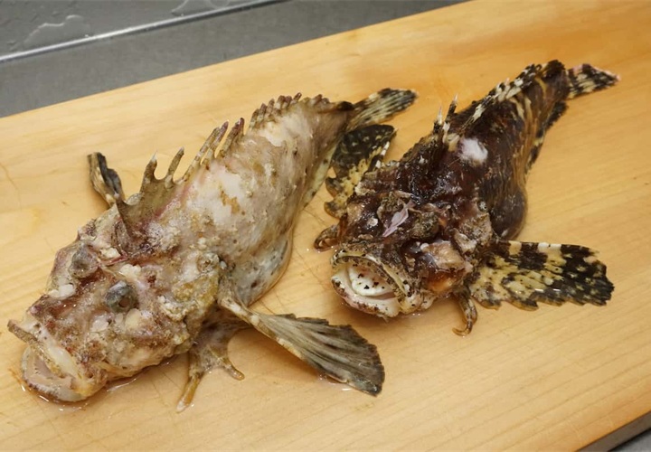 異容の高級魚、オコゼ